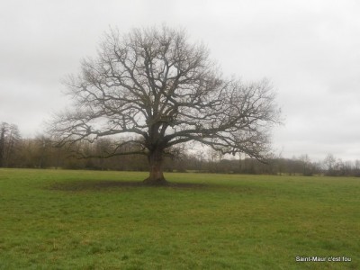 le chêne de la coulée verte en hiver